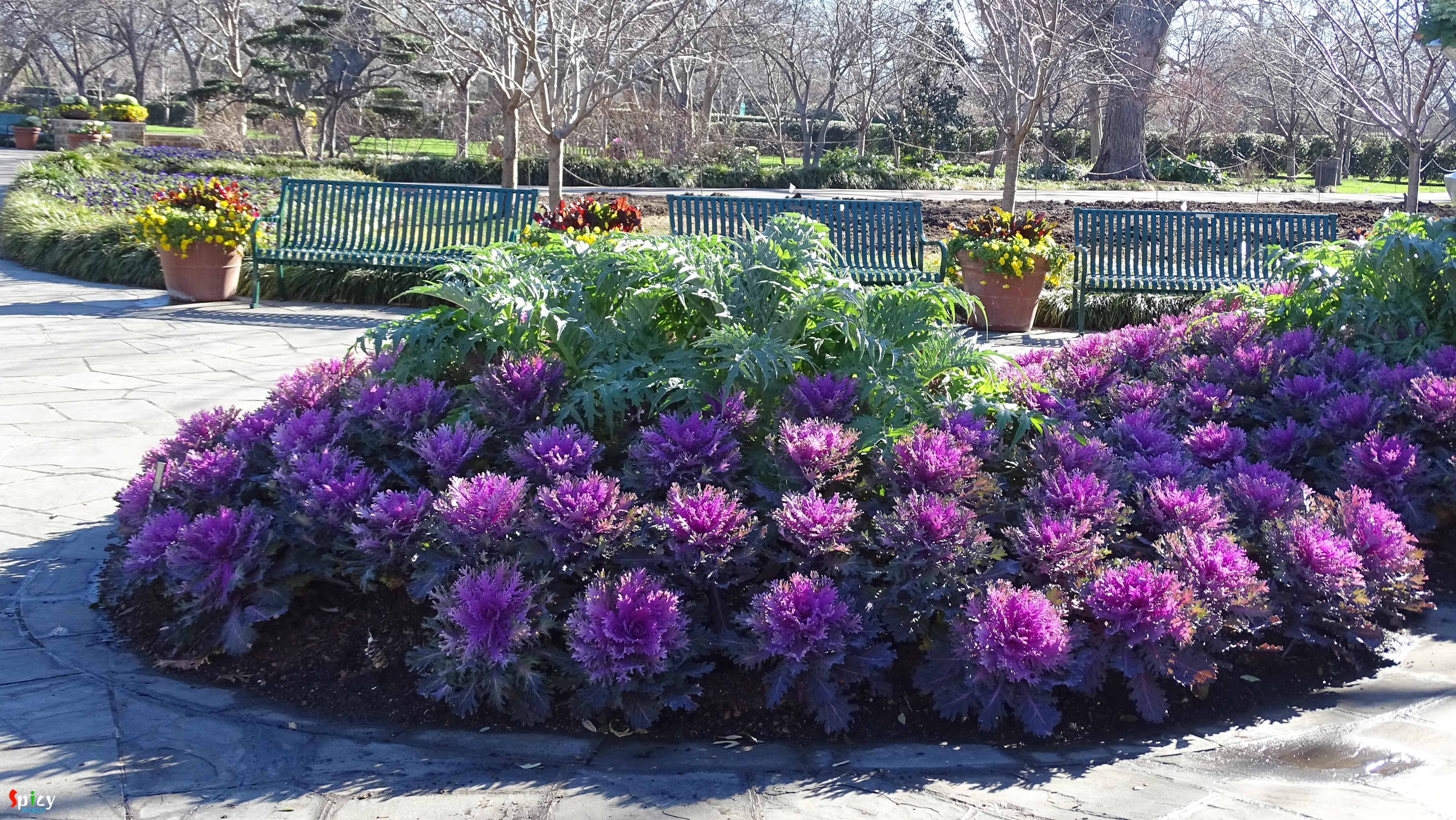 A short Trip to Dallas Travel with Spicy World